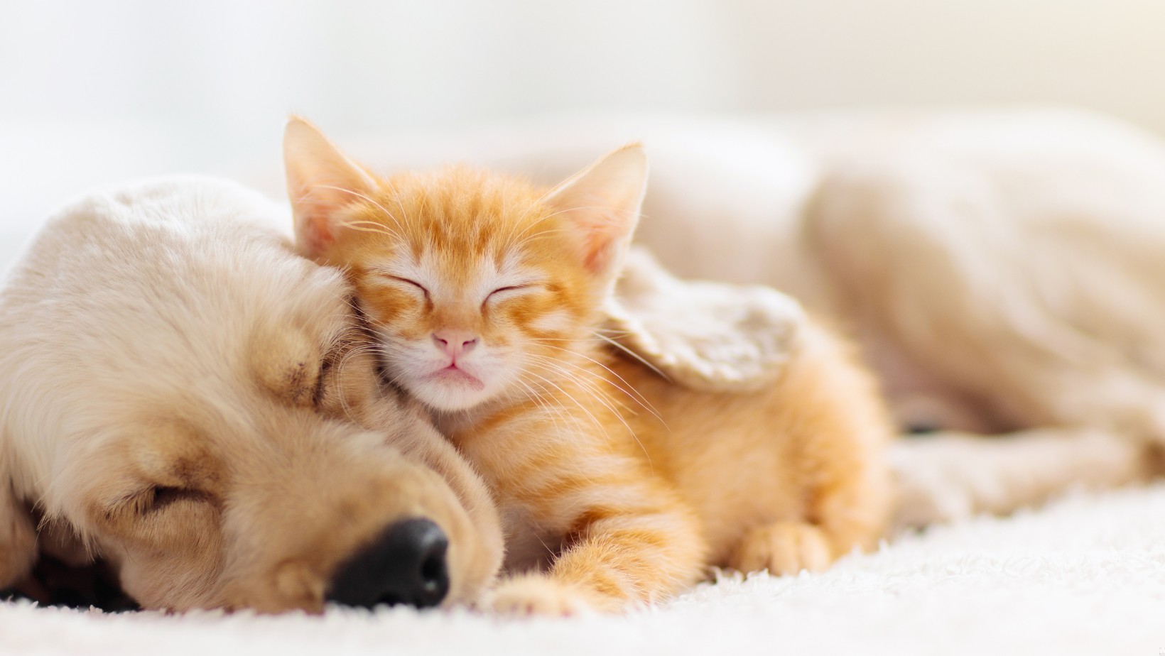 Nowe przepisy dla właścicieli psów i kotów! Za niespełnienie tego obowiązku grożą surowe kary!