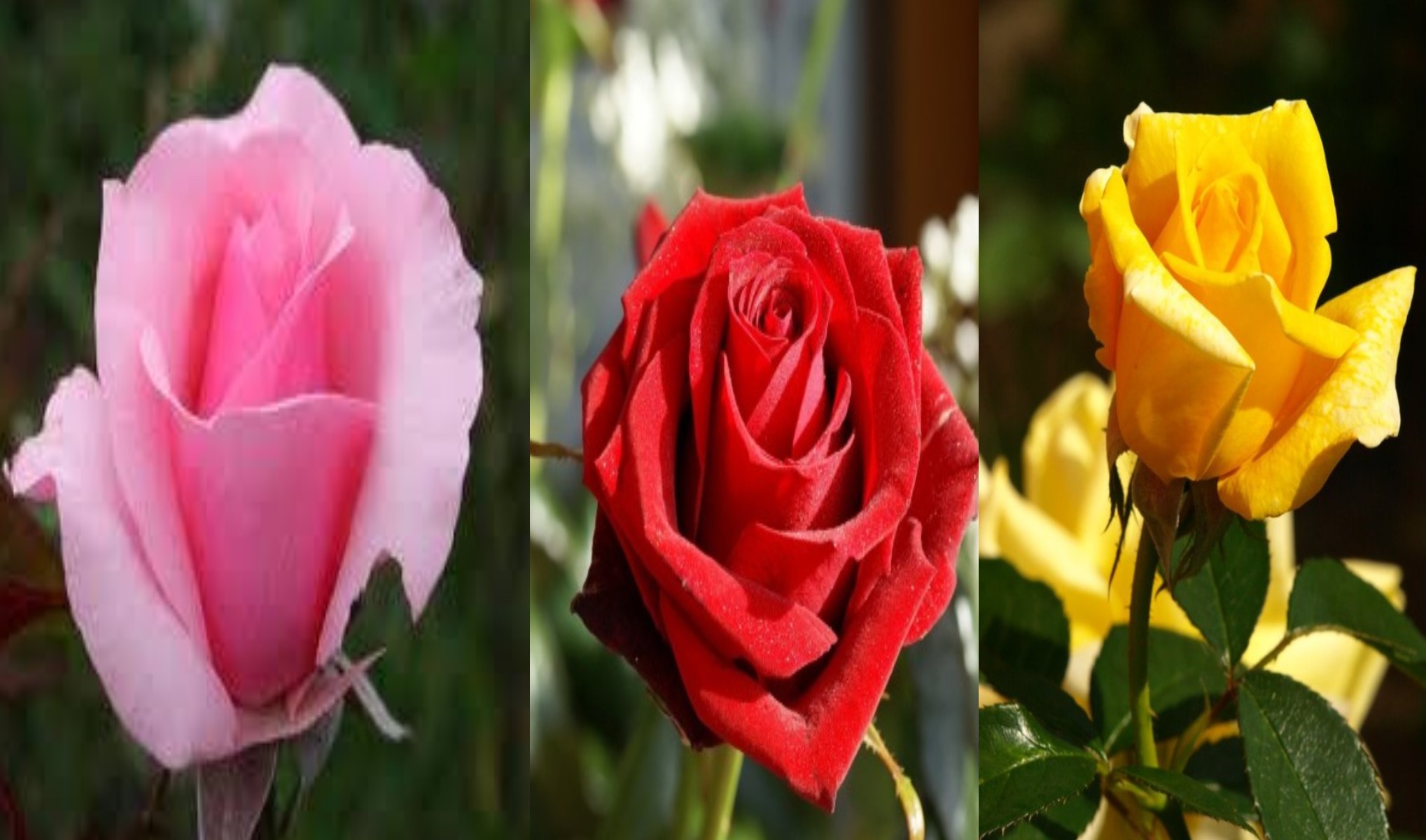 Który kwiat podoba Ci się najbardziej? Wybór wyjaśni Twoją osobowość!