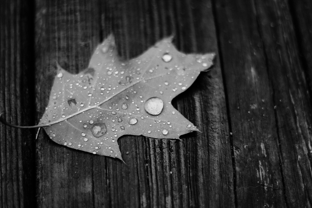 Człowiek musiał popsuć trochę swoją naturę, bo nie rodzi się …