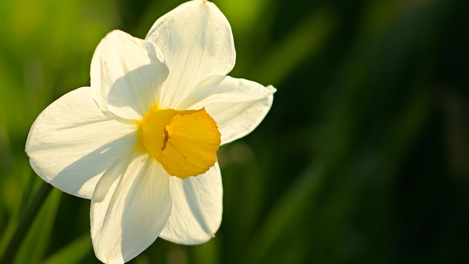 Zdjęcie Jak rozpoznać narcyza? Wystarczy spojrzeć na jego twarz! #1