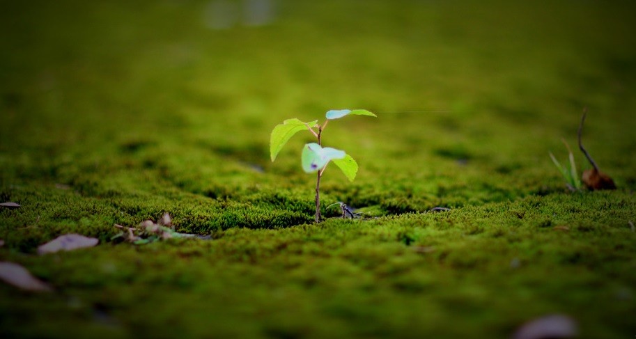 Źródłem naszego poczucia wolności jest nasza niewiedza o przyczynach zdarzeń.