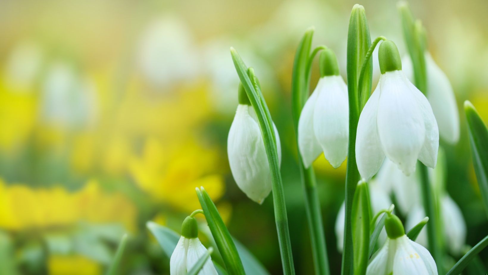 Zdjęcie Przesądy na pierwszy dzień wiosny! Co przynosi szczęście, a co pecha? #1