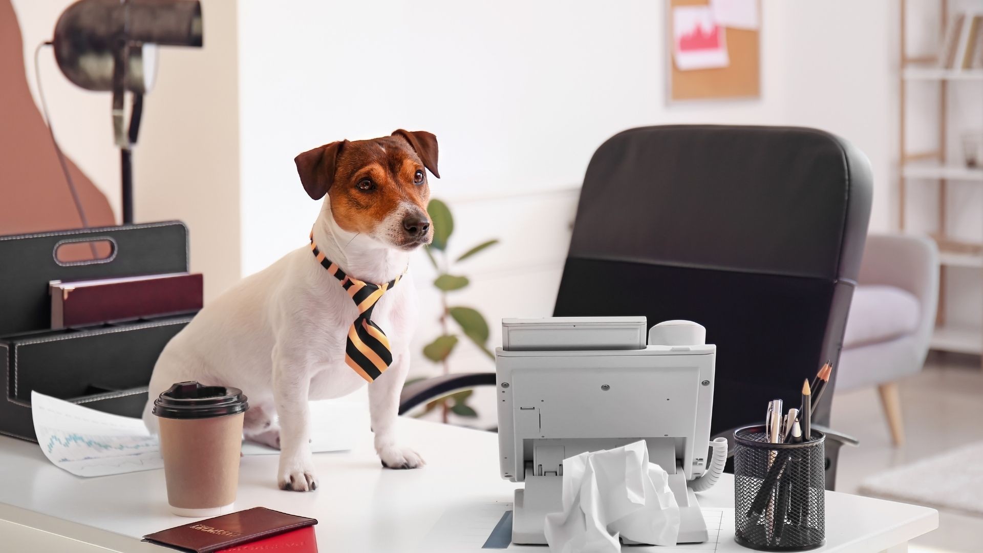 Coraz więcej osób decyduje się na psa w pracy. Czy to dobry pomysł?