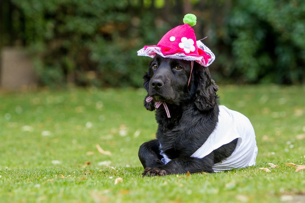 Miłość nie zawsze jest mądra.