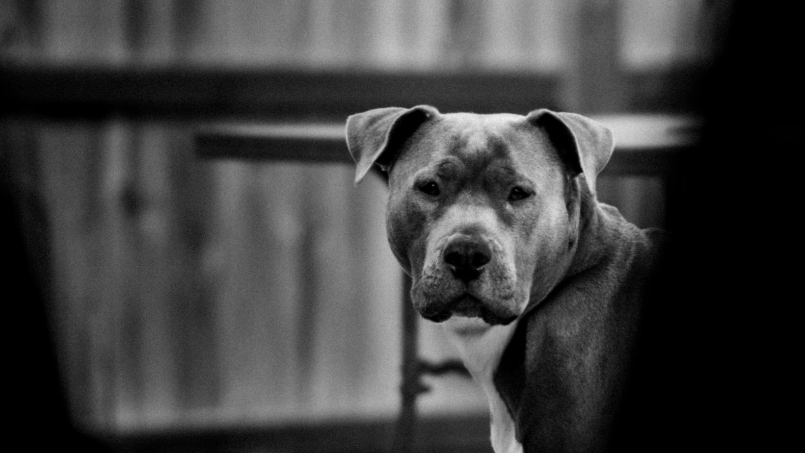Zdjęcie Dramat na Dolnym Śląsku. Amstaff pogryzł małe dziecko w mieszkaniu. Wcześniej był w schronisku #1