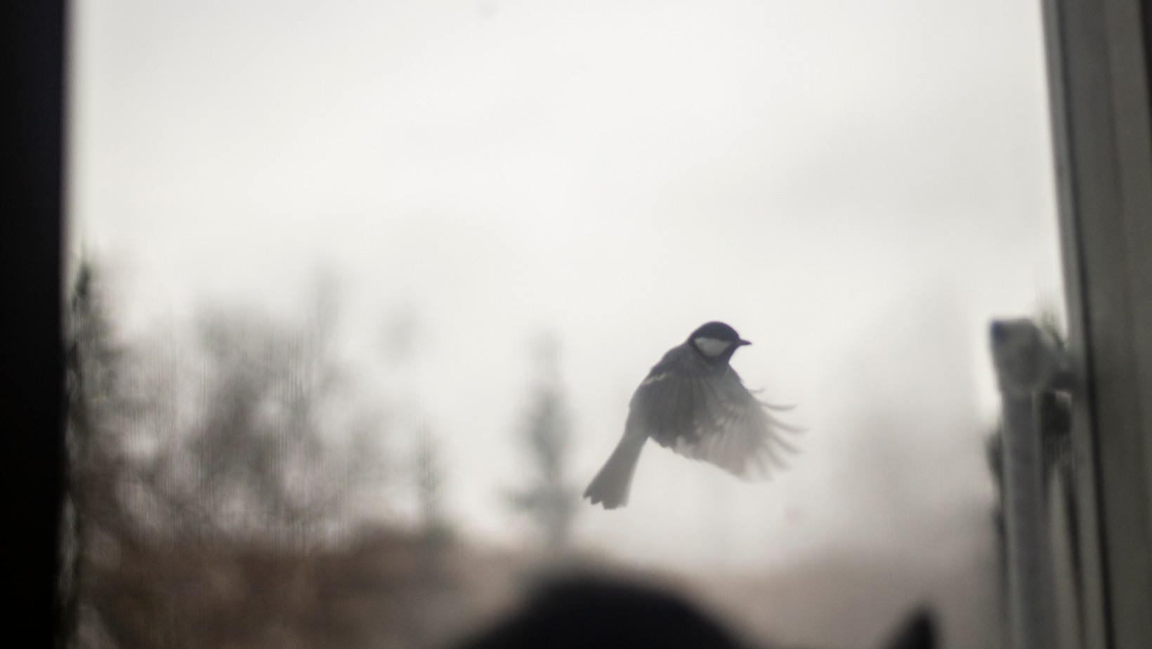 Analiza związku! Wykonaj „Test ptaka” na swoim partnerze