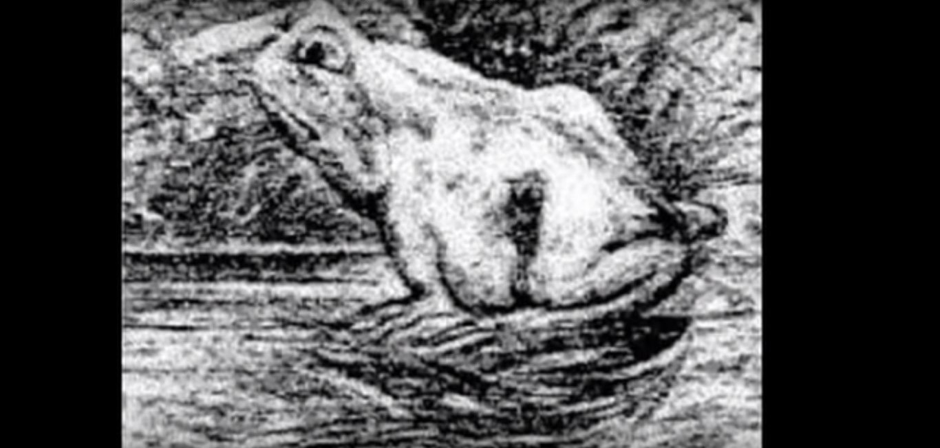 Czy widzisz na zdjęciu coś więcej niż żabę? Tylko nieliczni potrafią dostrzec to coś jeszcze!