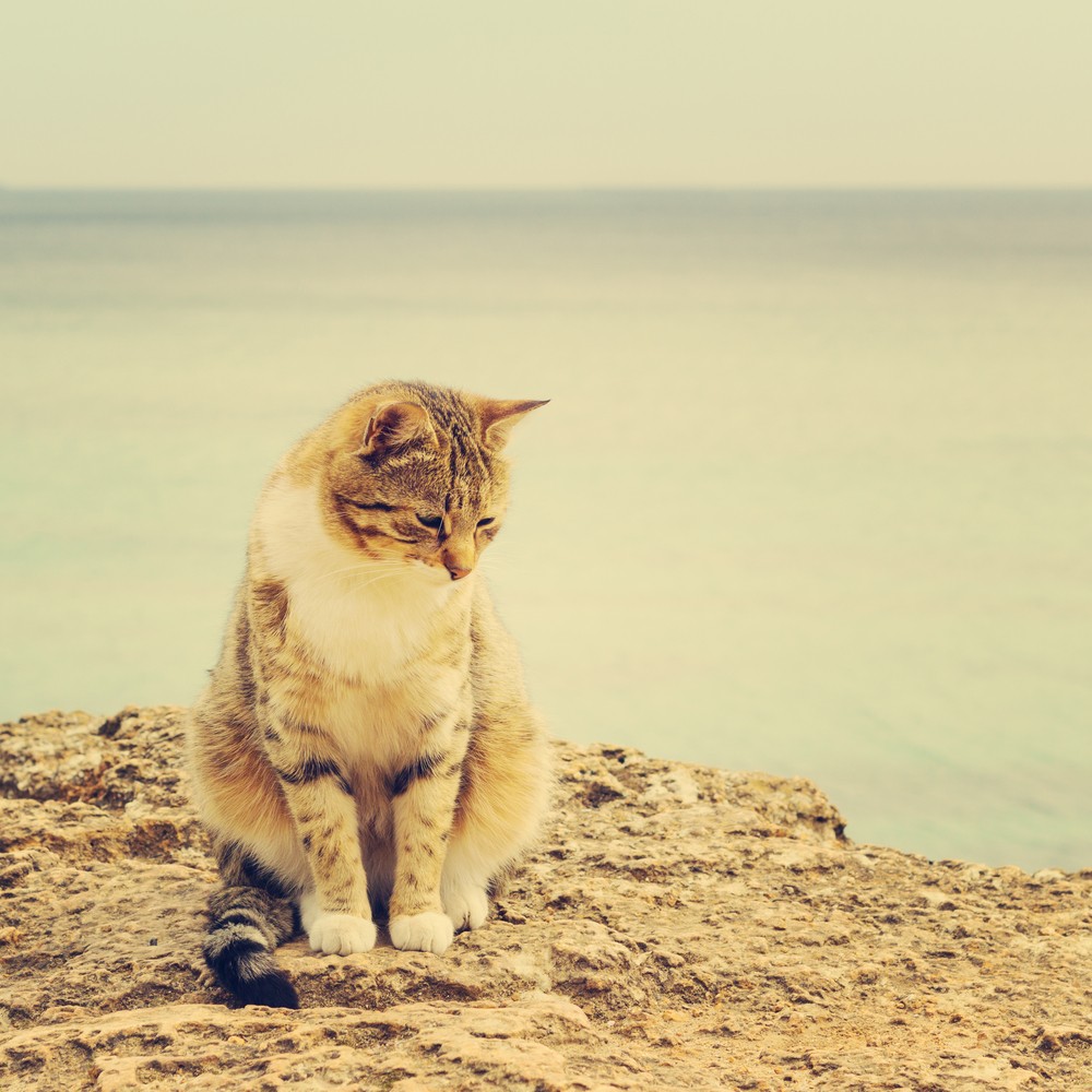 Podobno bratem bliźniaczym mądrości bywa u ludzi smutek.