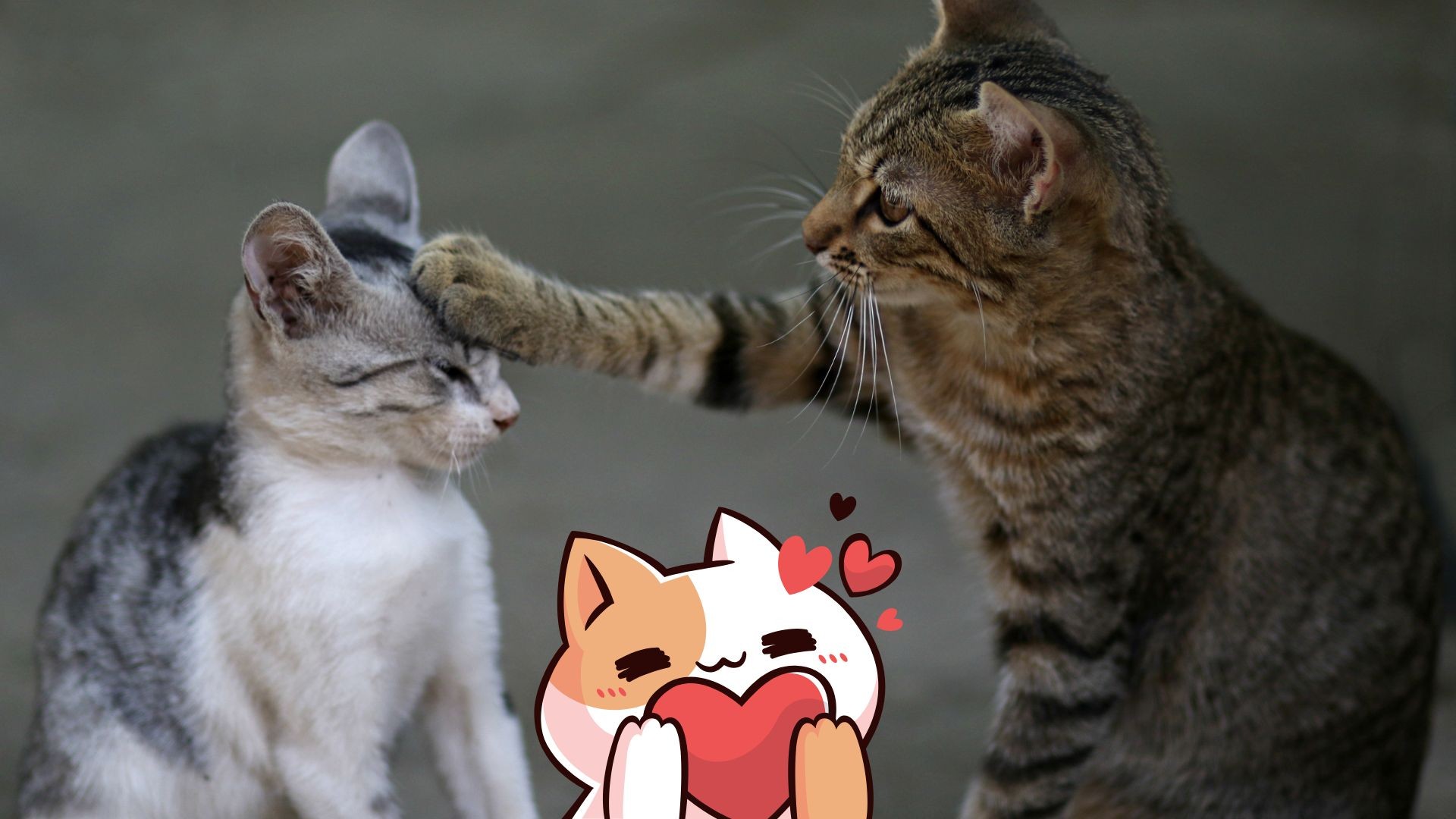 6 nieznanych faktów i ciekawostek o kotach