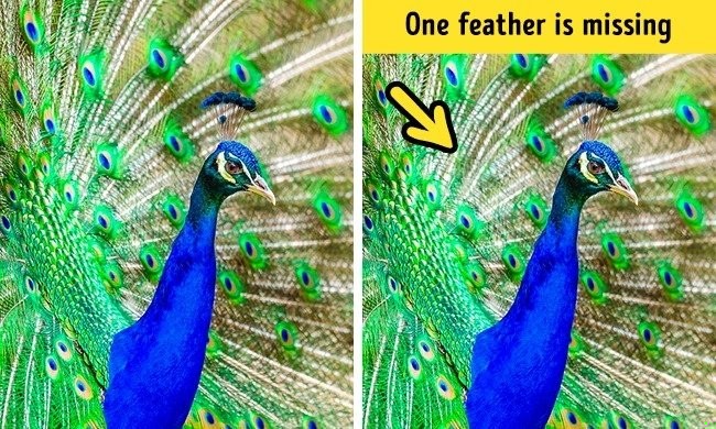 Zdjęcie Sprawdź czy jesteś spostrzegawczy. 
Znajdź jedną różnicę na tych 10 zdjęciach! #18