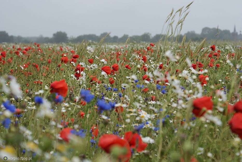 Nie układam bukiet, zbierając rozproszone kwiaty, tylko szukam kwiatów w …