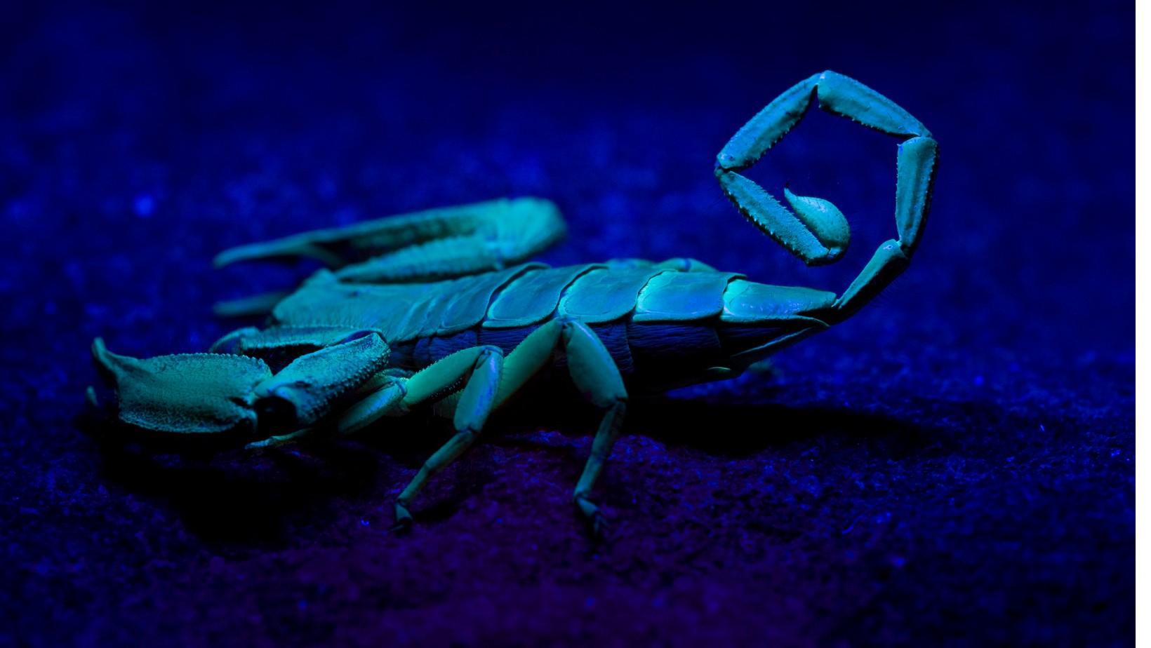 Dlaczego Skorpion uważany jest za najgorszy znak zodiaku?