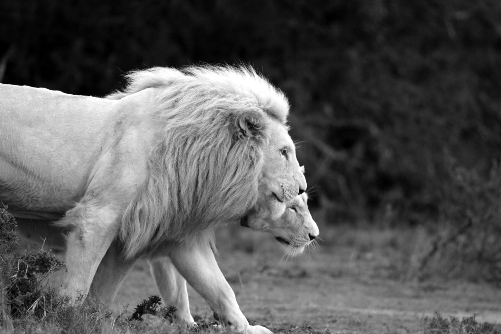 (…) strach jest okropny, ale bezsilność jeszcze gorsza.