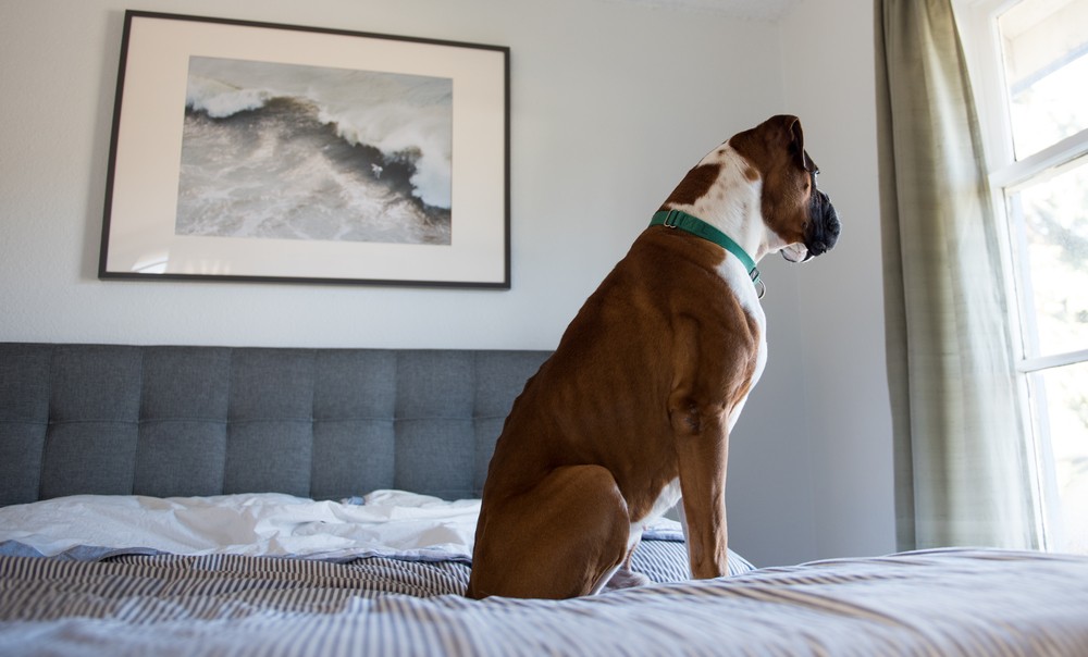 Największa jest miłość matki, druga – psa, trzecia – kochanki.