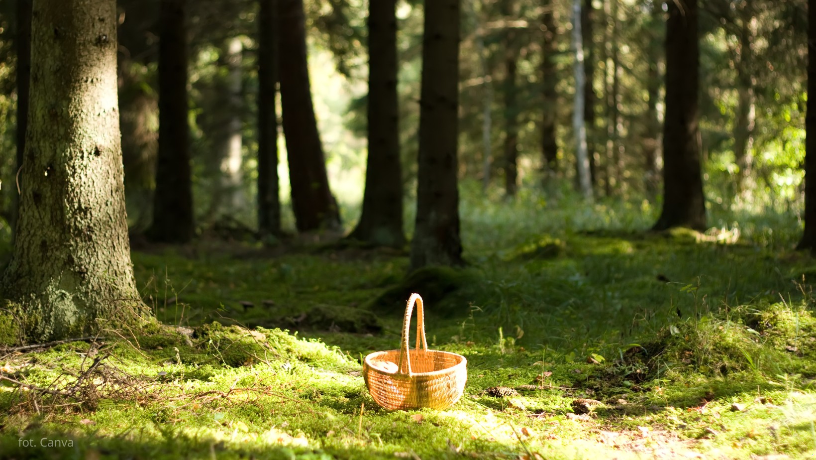 „Czarne złoto” w polskich lasach!