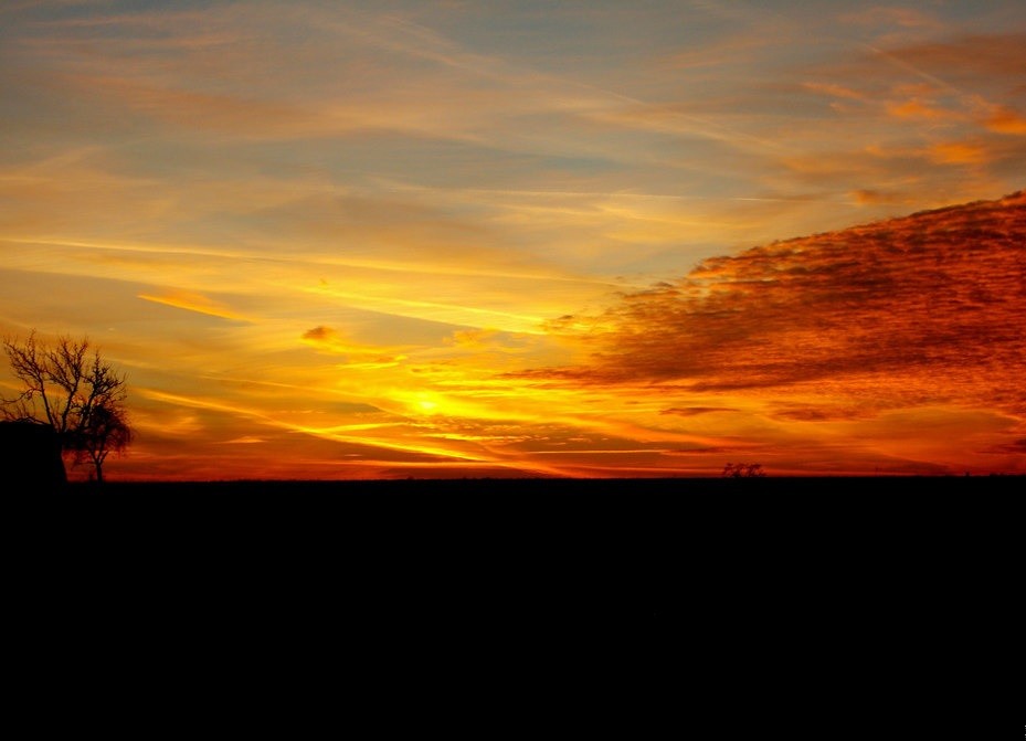 Miłość to niesforny ptak, którego nikt nie może oswoić.