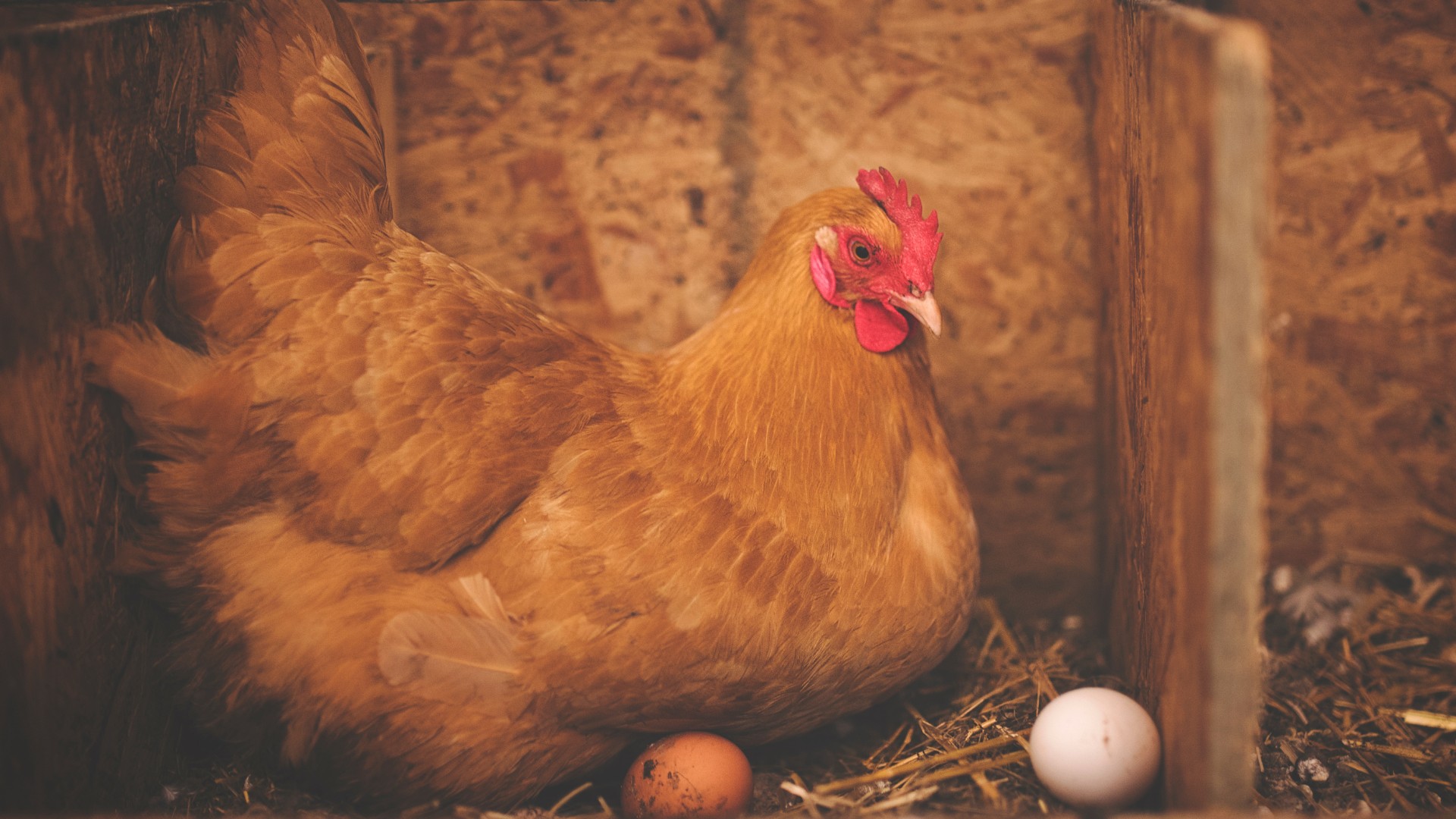 Jajko czy kura? Naukowcy wyjawili, co było pierwsze