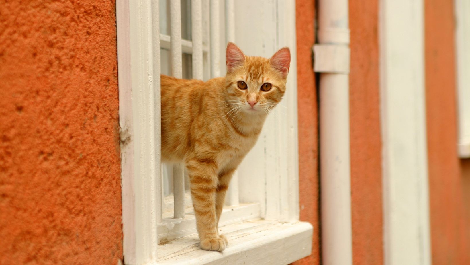 Międzynarodowy Dzień Kota: Jakie powiedzenia krążą o tych pupilach? Kociarze powinni je znać