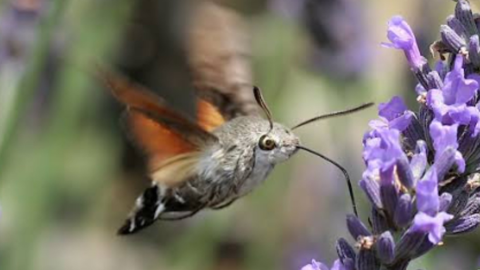 Zdjęcie „Polski koliber” wrócił! Uważaj na to, jeśli go spotkasz! #1