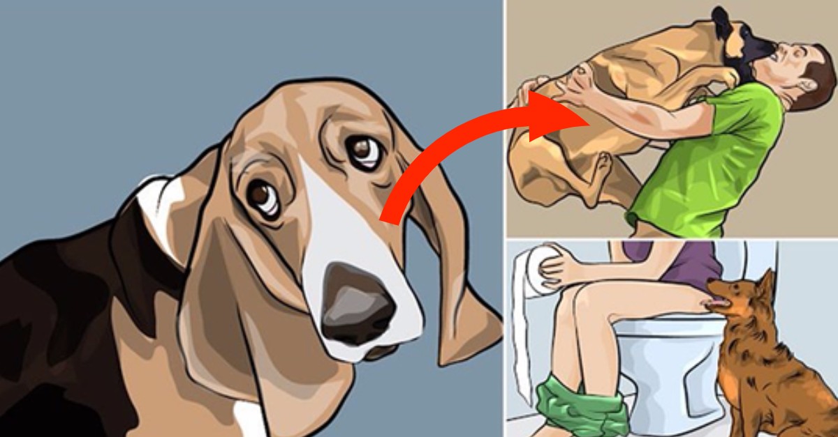 Wyjaśniamy zachowanie psów! Maślane oczy, czy chodzenie za Tobą do toalety ma swoje znaczenie