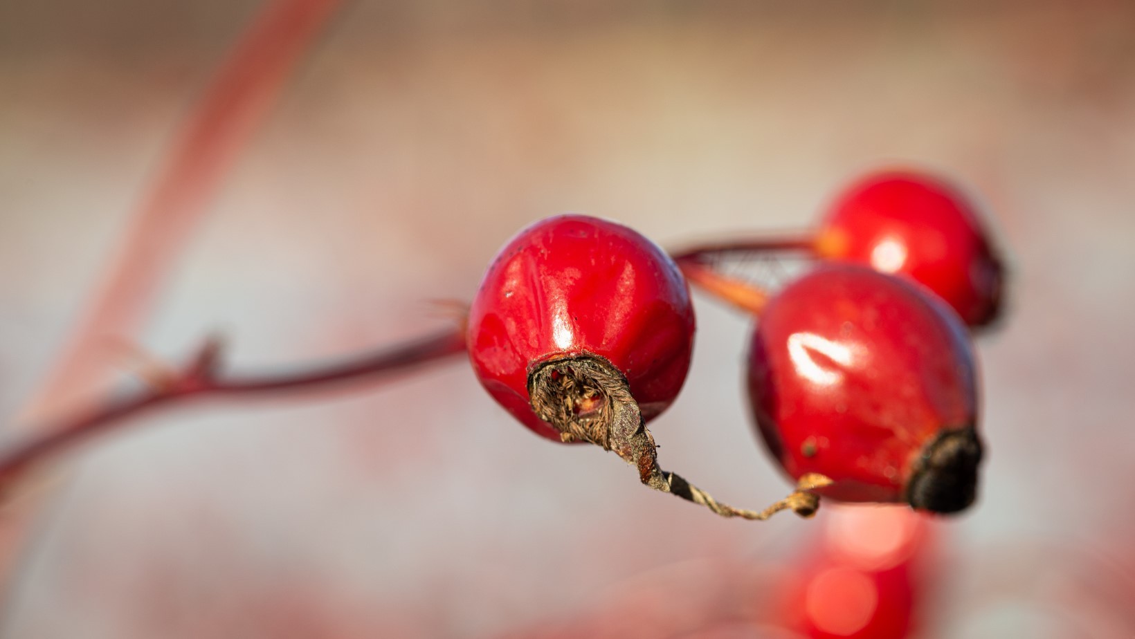 Zdjęcie 5 listopada warto jeść miód, ale nie tylko! To przeniesie bogactwo #2