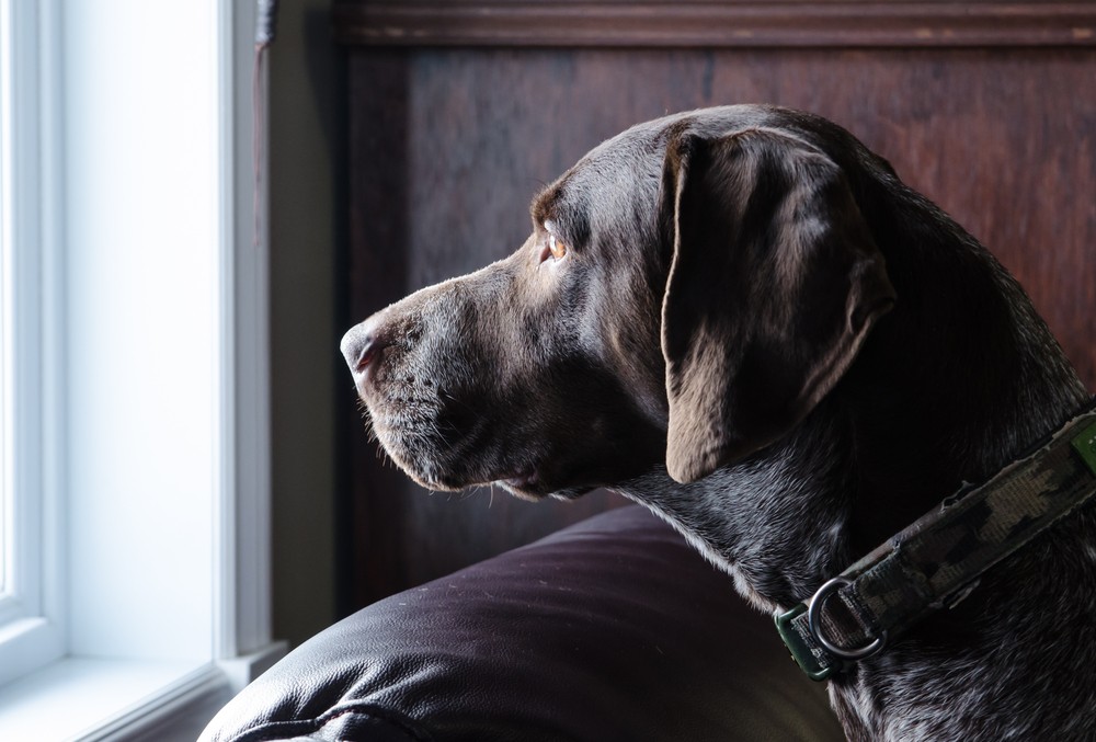 Dzień za dniem powoli mija. Coraz dłuższa życia szyja. Wszystko …