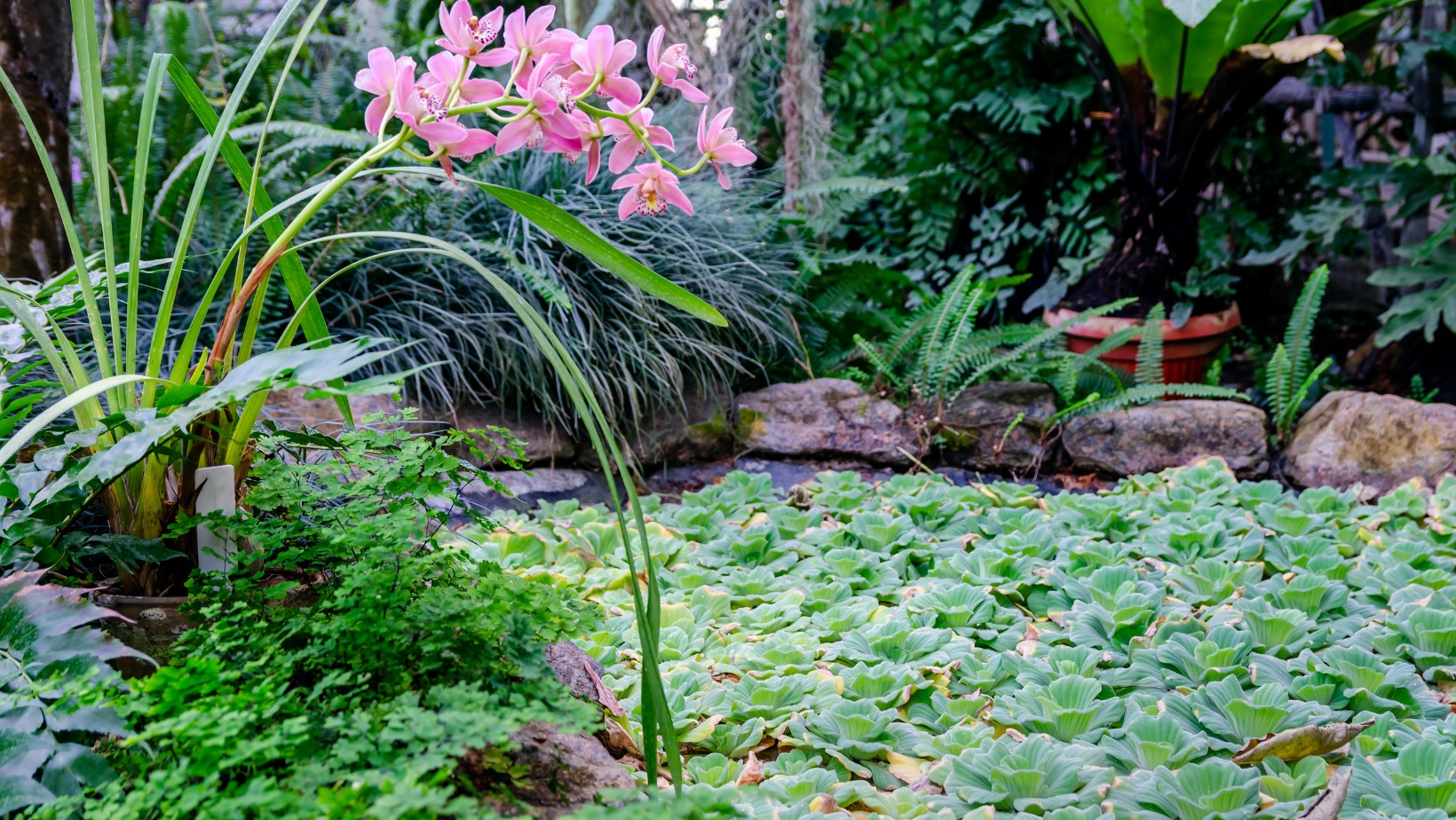 Masz tę roślinę w swoim ogródku? Nawet do miliona złotych kary!