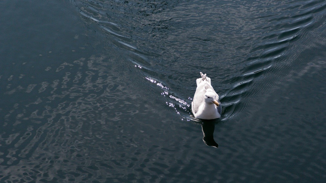 Trudno jest zdefiniować sprawiedliwość, jeszcze trudniej zaś ją osiągnąć.