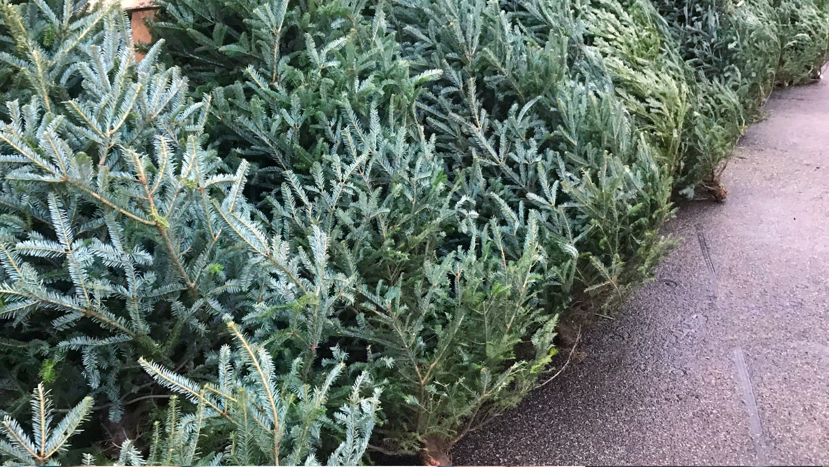 Ceny choinek w 2024 roku zaskakują! Czeka nas spory wydatek!