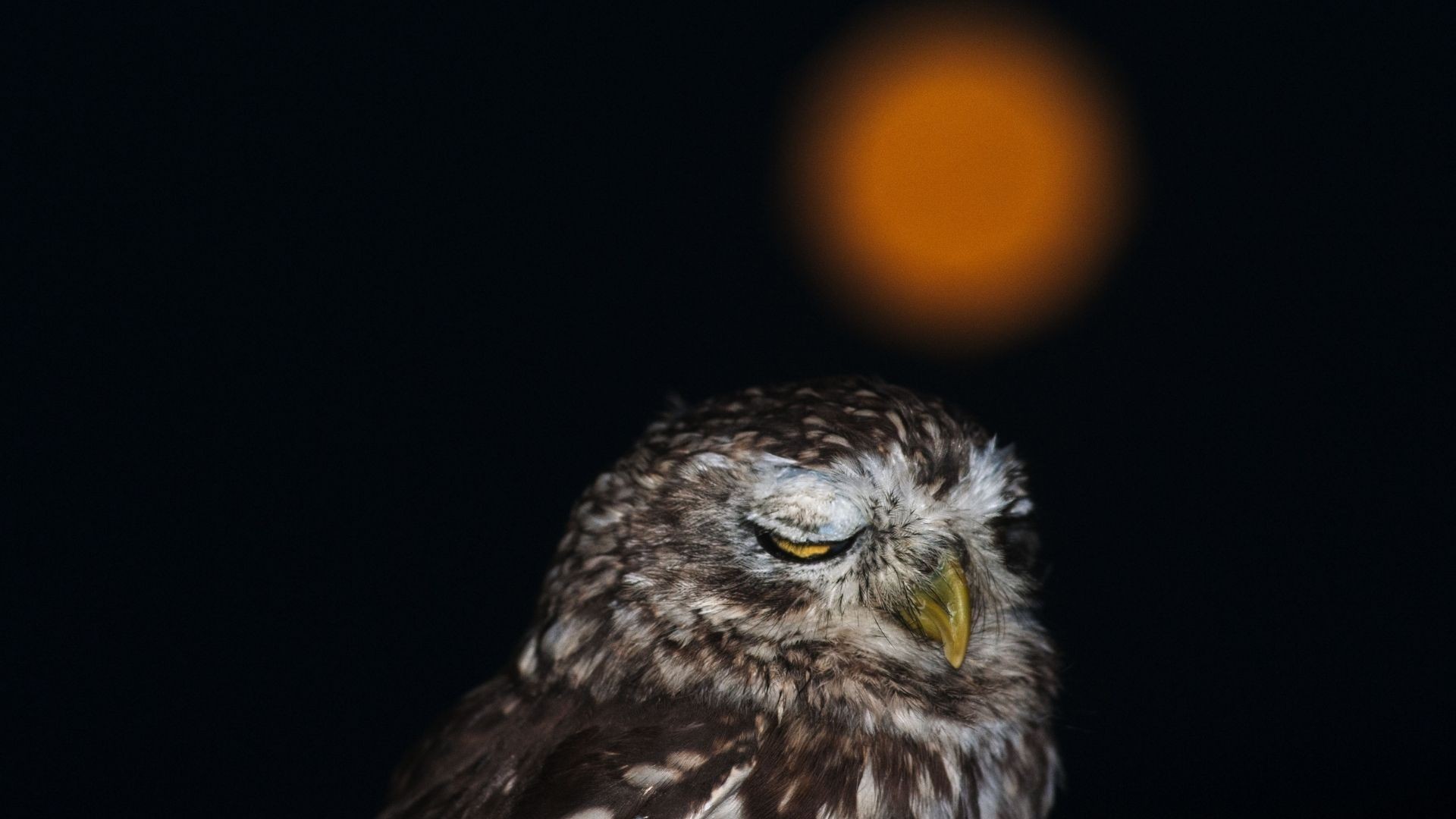 Im krótszy sen, tym krótsze życie. Przedstawiamy fatalne skutki niewysypiania się