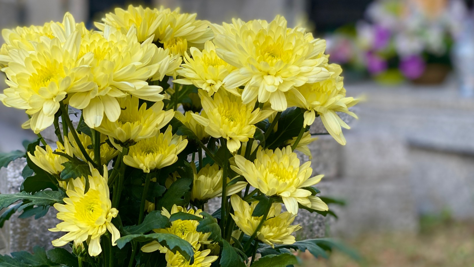 Zdjęcie Szokujące ceny przed Wszystkich Świętych! Nawet 200 zł za jedną wiązankę #1