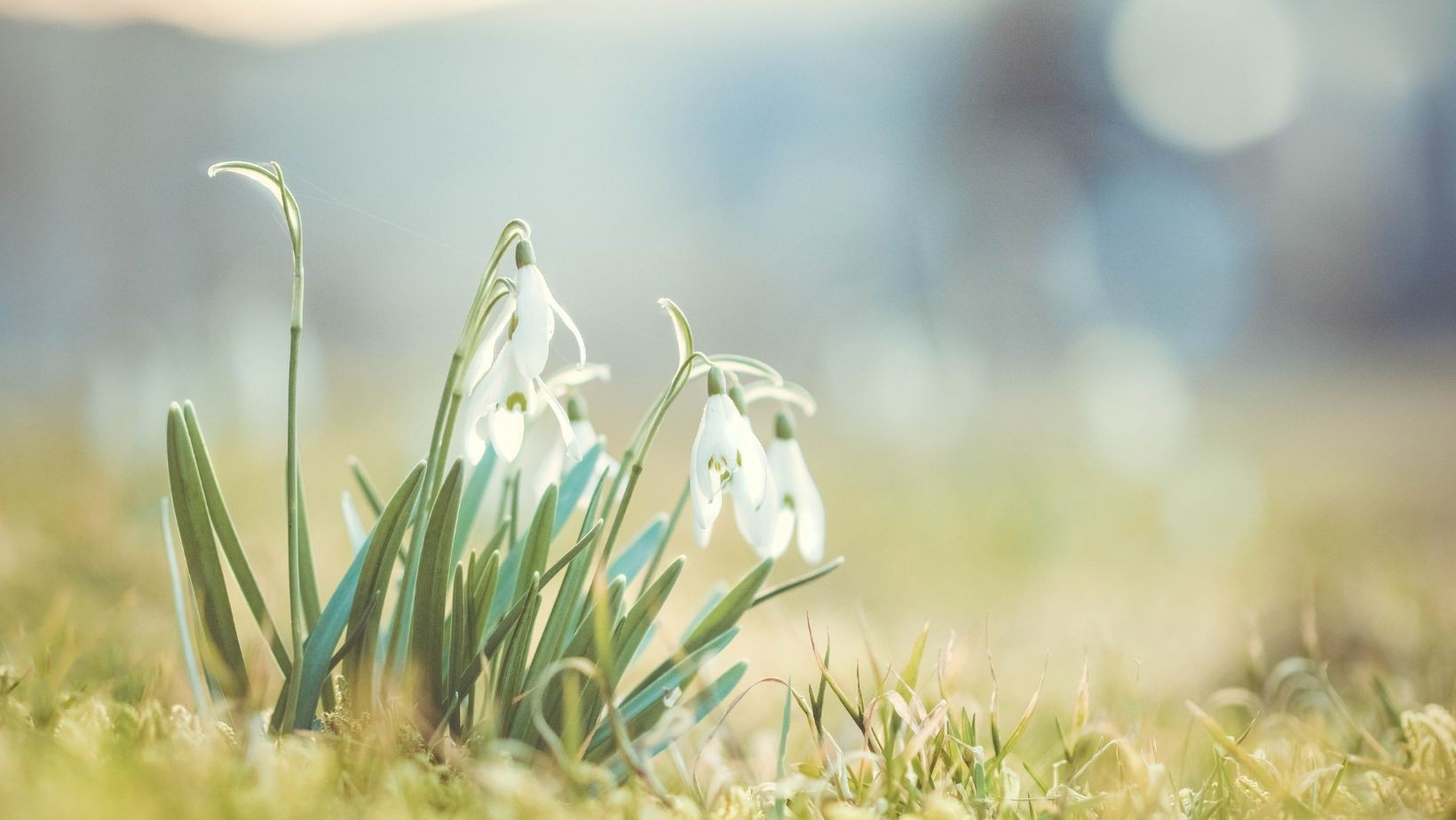 Czym różnią się się wiosna astronomiczna, kalendarzowa i meteorologiczna? To warto wiedzieć!