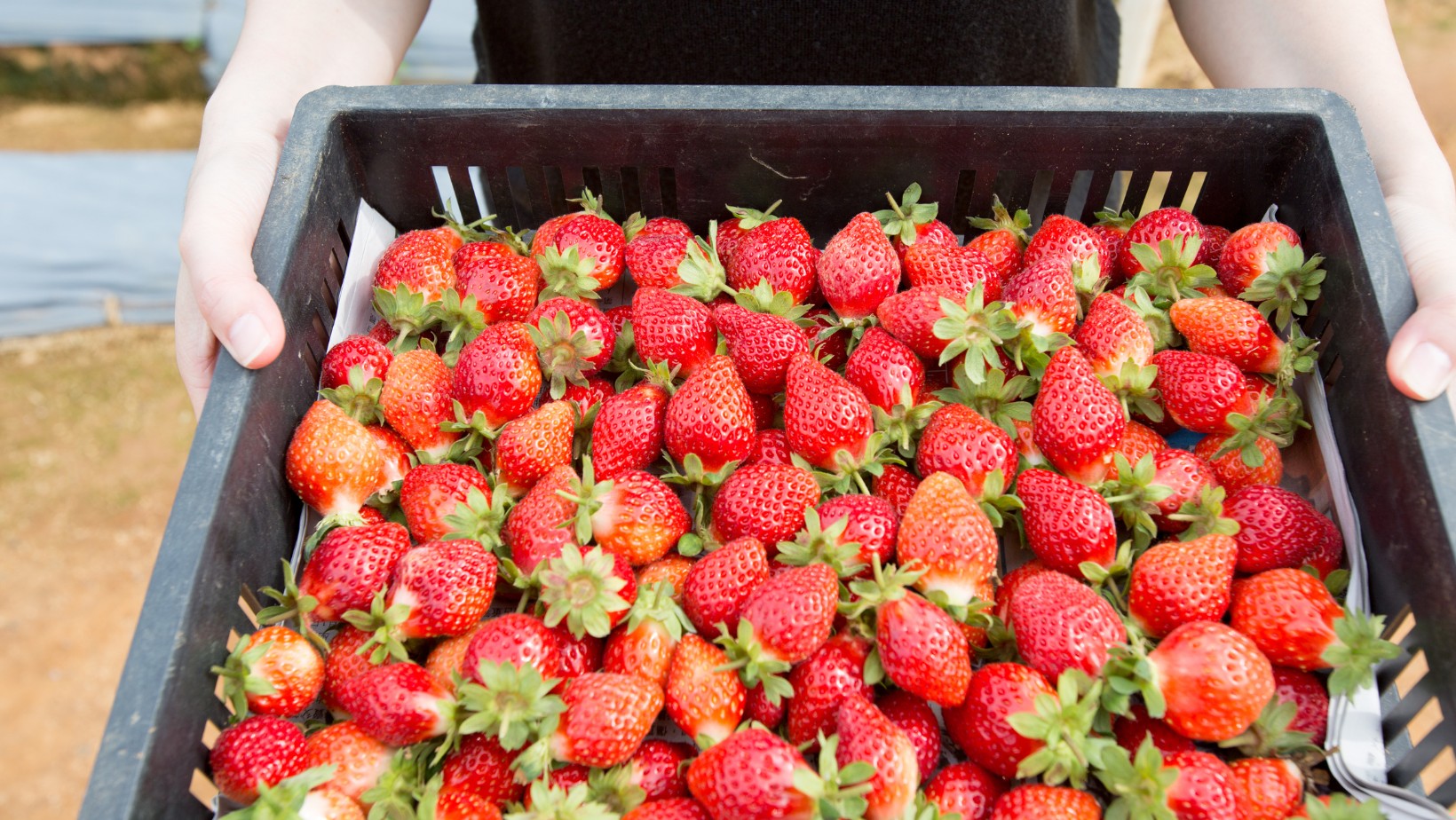 Truskawki z wirusem w polskich sklepach! GIS przedstawia swoje stanowisko!