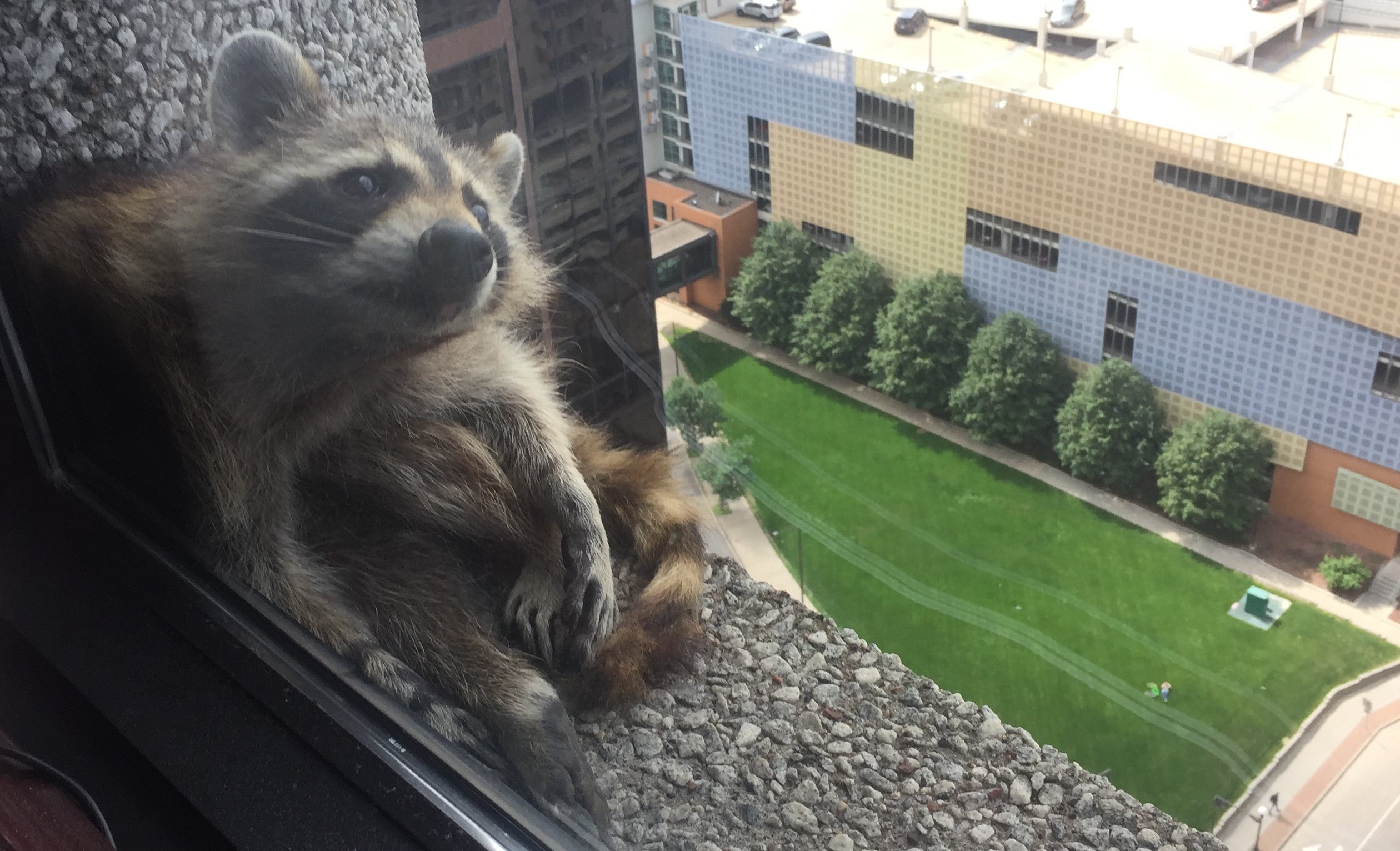 Niesamowita podróż na dach wieżowca – szop hitem internetu!