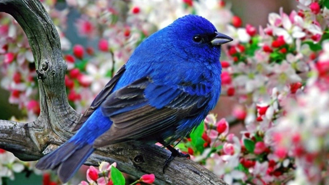 Strzelaj więc sobie, ile chcesz, do sójek, jeżeli ci nie …