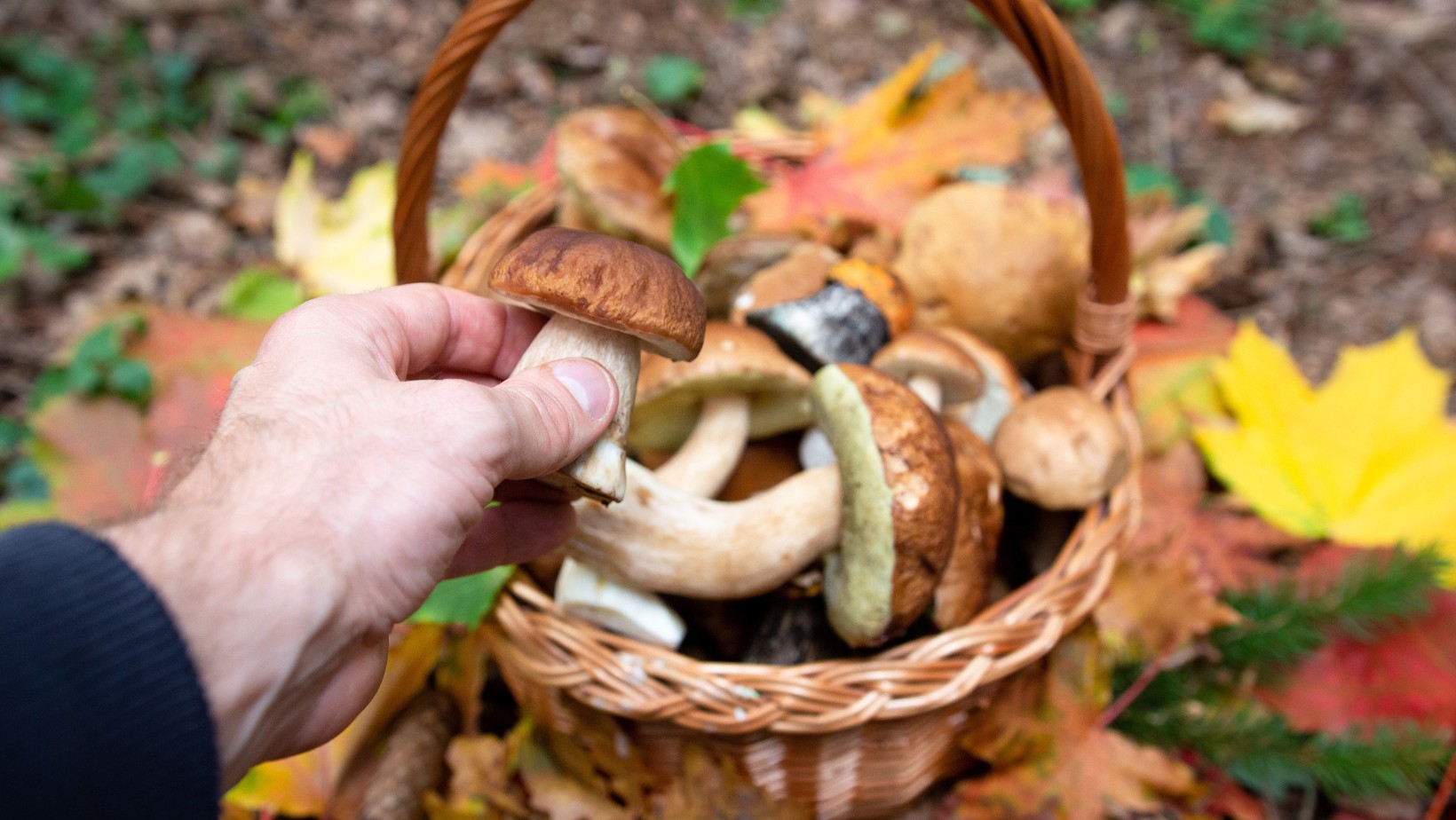 Przekroczyli limit i zapłacą 30 tysięcy złotych kary za grzybobranie!