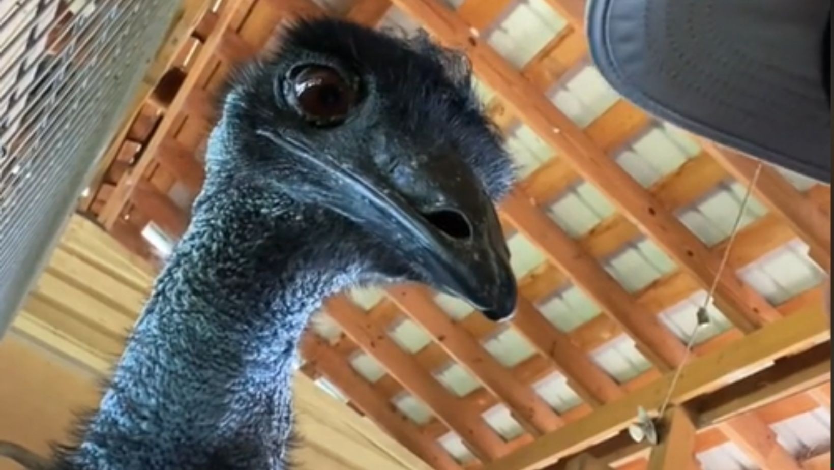 ”Emmanuel, nie rób tego”! Niesforny ptak z Florydy gwiazdą na TikToku!