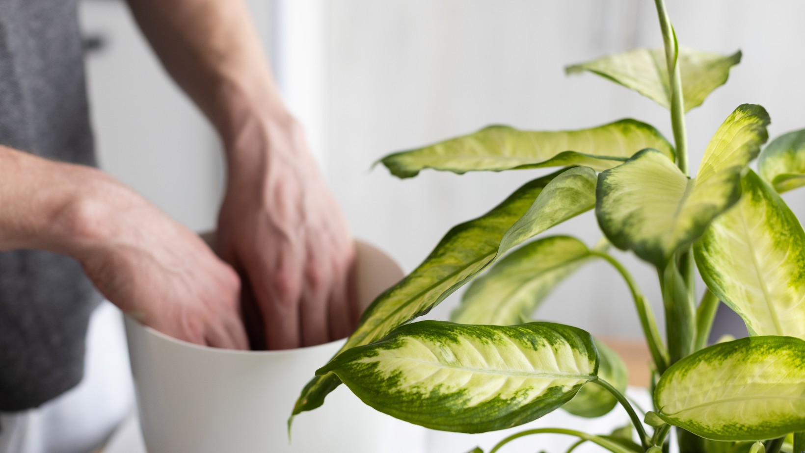 Zdjęcie Czy wiesz, że ta roślina może wpływać na Twoje zdrowie? Poznaj ryzyko #1