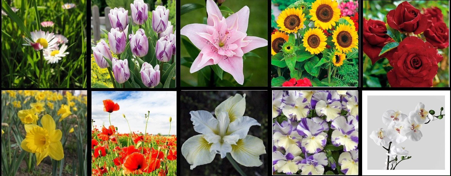 Zdjęcie Psychotest – wybierz ulubiony kwiat, który powie prawdę na temat Twojej osobowości. #1