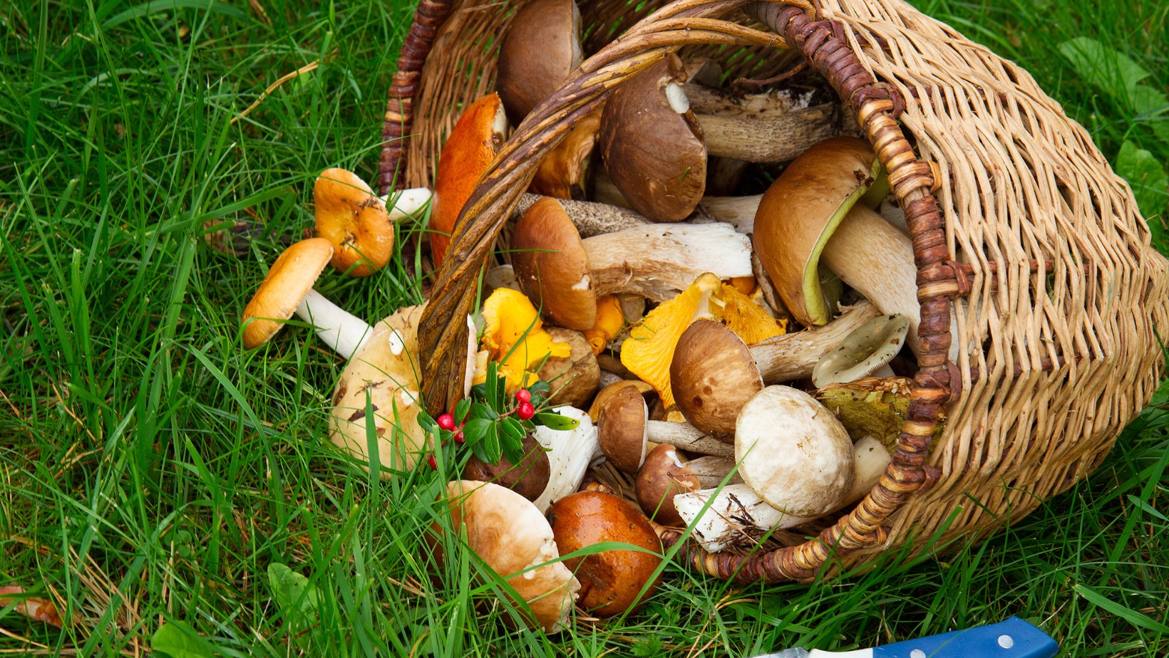 Uwaga na grzyby po powodzi! Mogą być toksyczne!