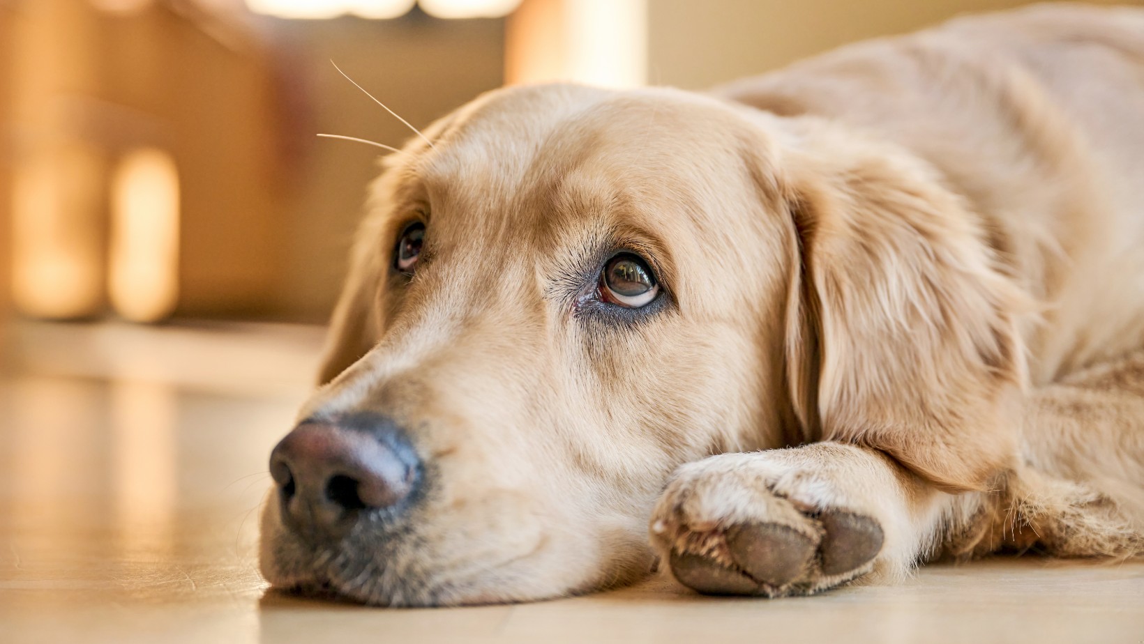 Wakacje ważniejsze niż pies? Sprzedali czworonoga za 1 Euro przez internet, bo śpieszyli się na urlo