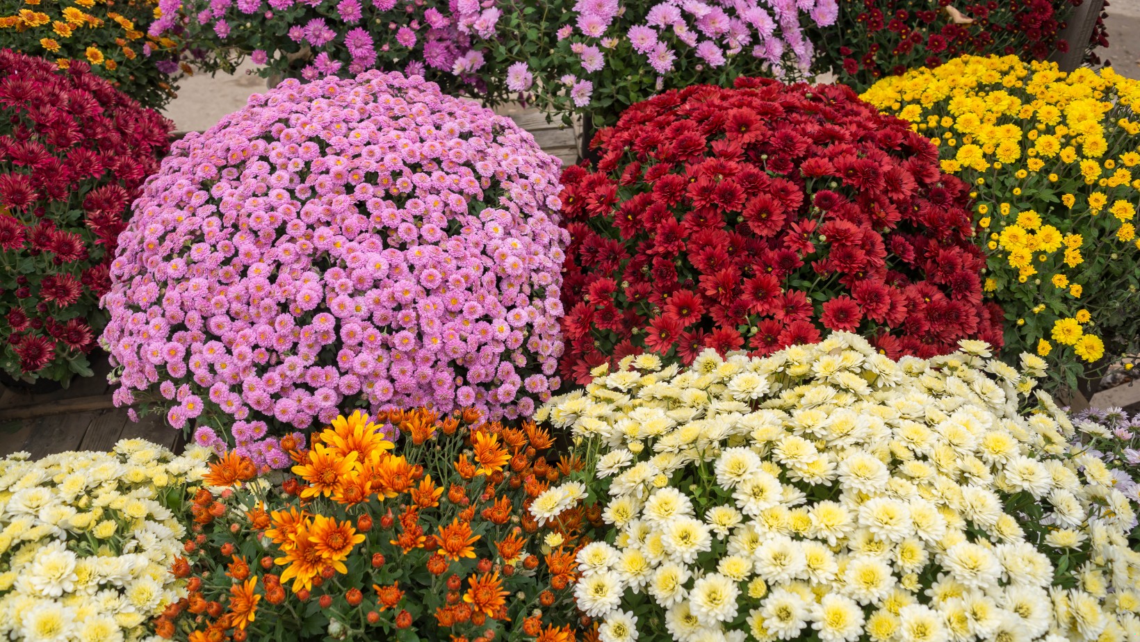 Symbolika kwiatów stawianych na grobach. Czy wiesz co oznacza?