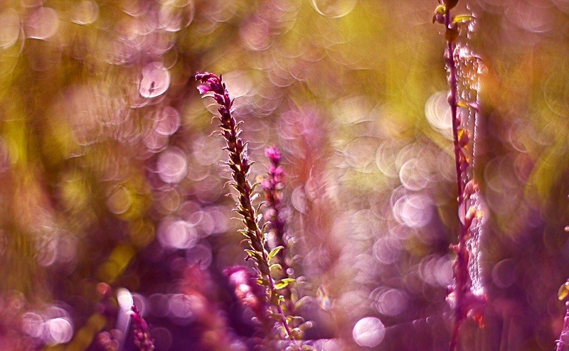 Przeciw prawom prawdopodobieństwa człowiek ma do dyspozycji swoją nieobliczalność.