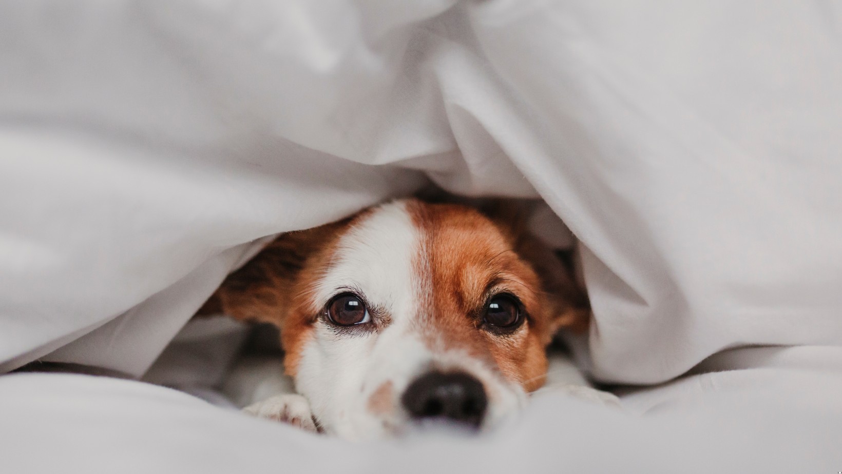 Zdjęcie Czy spanie z psem to dobry pomysł?! To trzeba wiedzieć! #1