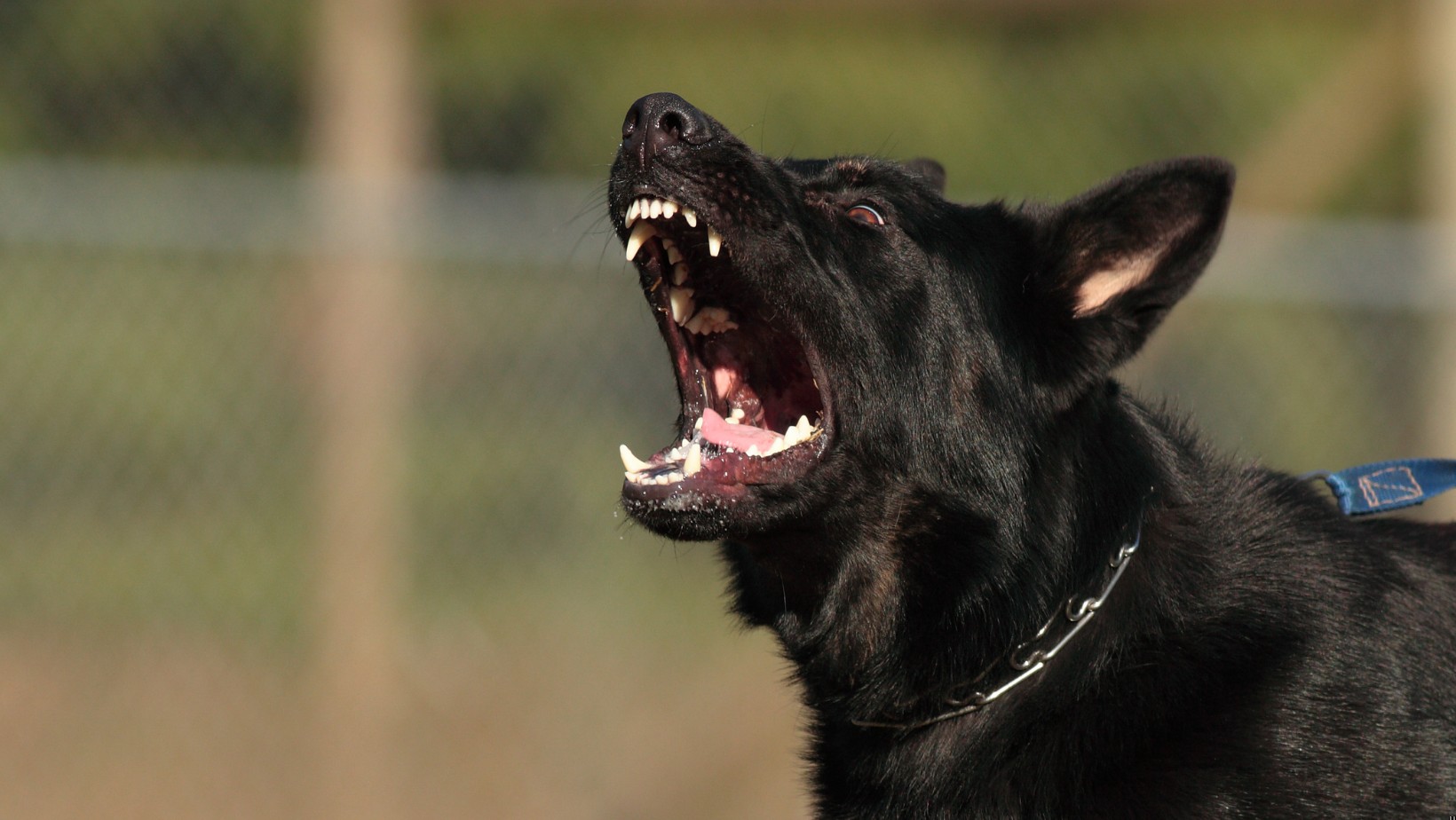 Dramat przy przystanku: Pies rzucił się na 3-latka!