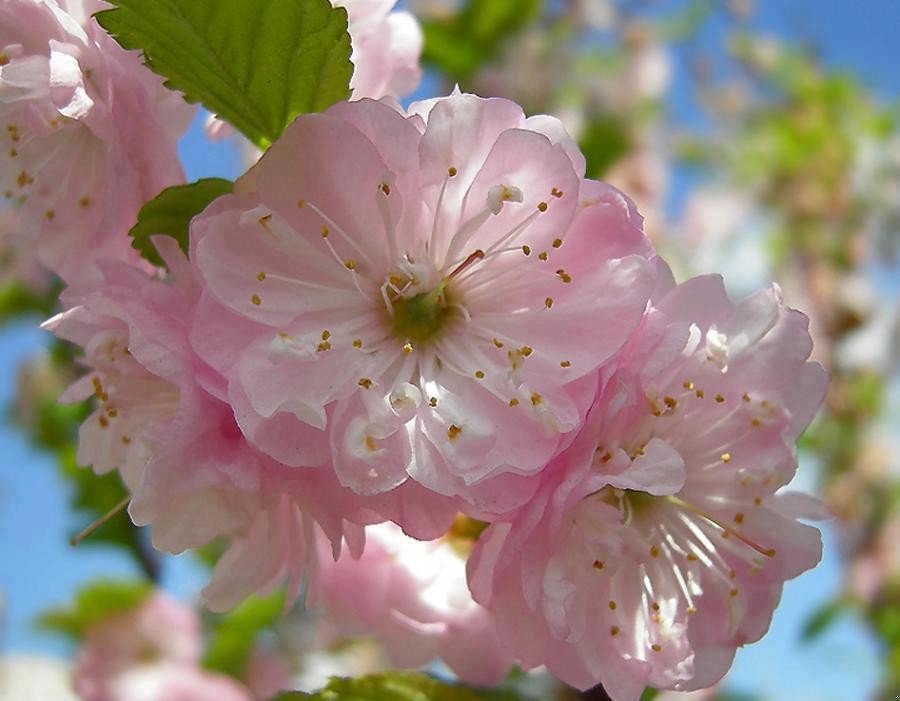 Każdy wielbi Pana na swój sposób, a wszystkie głosy razem …