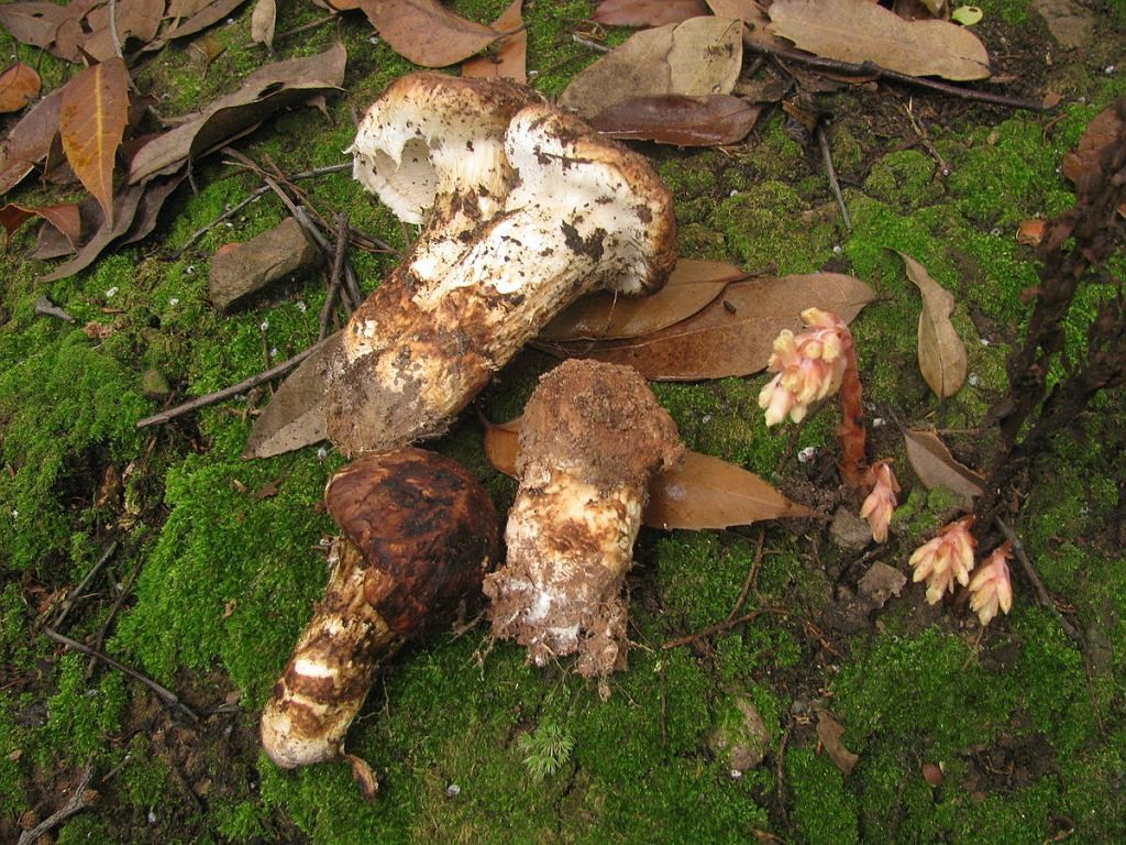 Na sprzedaży tych grzybów możesz zarobić FORTUNĘ! 1 kg za 8 tysięcy złotych!