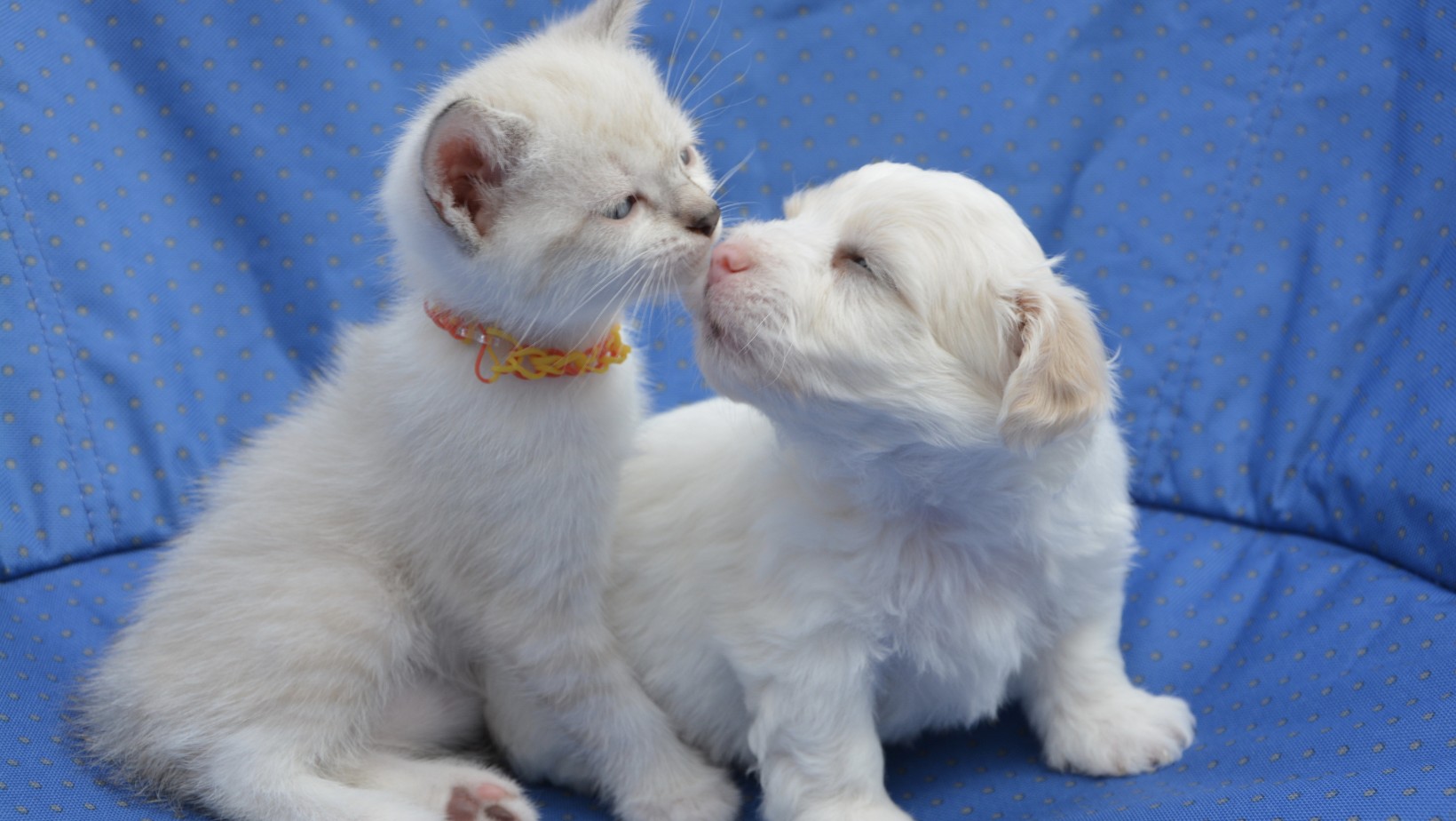 Zdjęcie Masz psa lub kota? Skorzystaj z dofinansowania. Nawet 300 zł #1