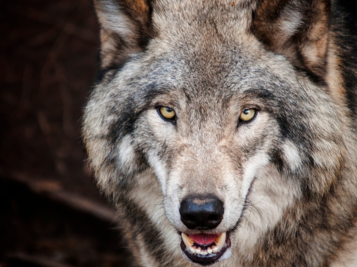 Horoskop indiański: jakim zwierzęciem jesteś?