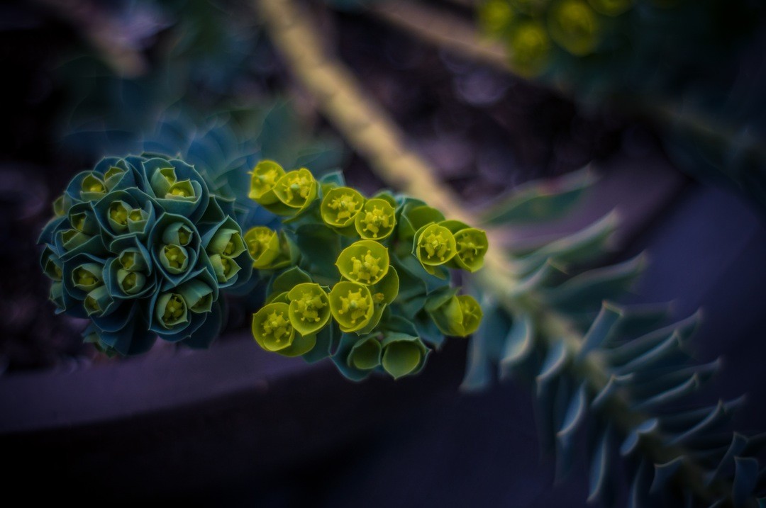 Dobry taki gość, który zębów nie ma.